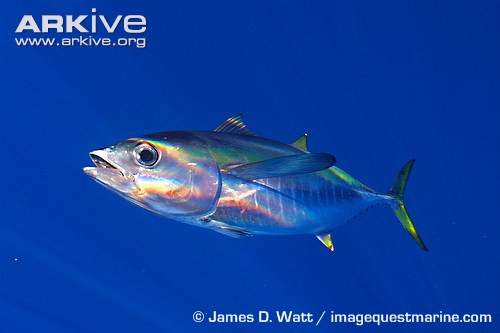 11-Yellowfin-tuna.jpg