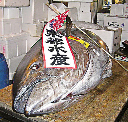 13--香港魚王身價約為三百零八萬港元 M.jpg