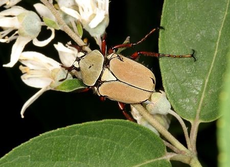 台灣角金龜  Dicranocephalus wallichii  bourgonini.jpg