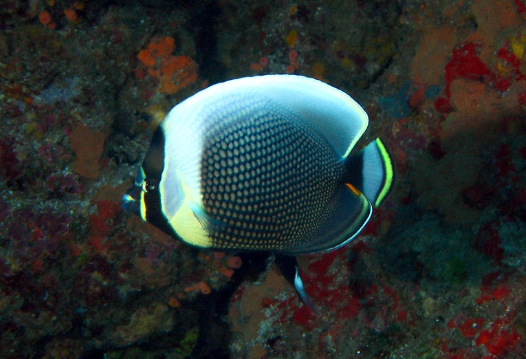 Chaetodon reticulatus  網紋蝴蝶魚.jpg