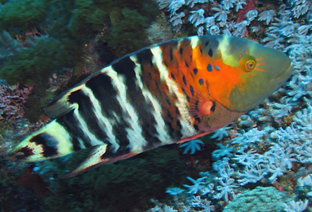 Cheilinus fasciatus  橫帶唇魚.jpg