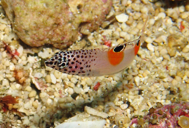 Coris aygula  紅喉盔魚.jpg