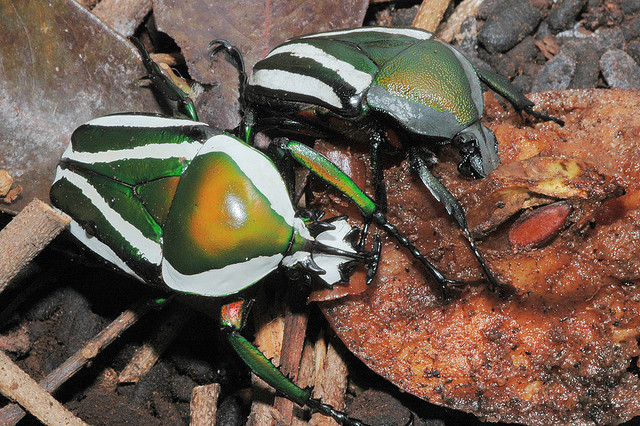 Dicronorhina debyana 白條綠花金龜.jpg