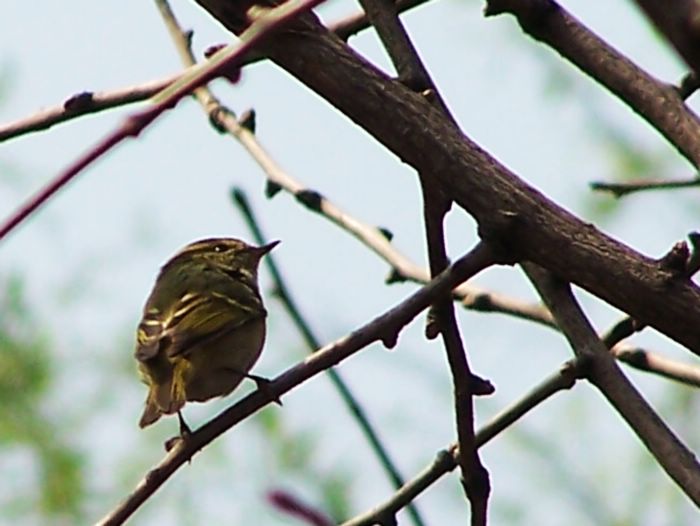 Bird 黄腰抑鶯.jpg