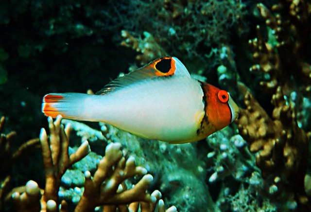 Cetoscarus bicolor   雙色鯨鸚哥魚.jpg