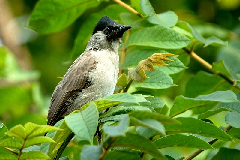 Bird 白喉紅臀鹎.jpg