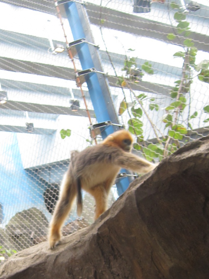 IMG_0694_conew1.jpg