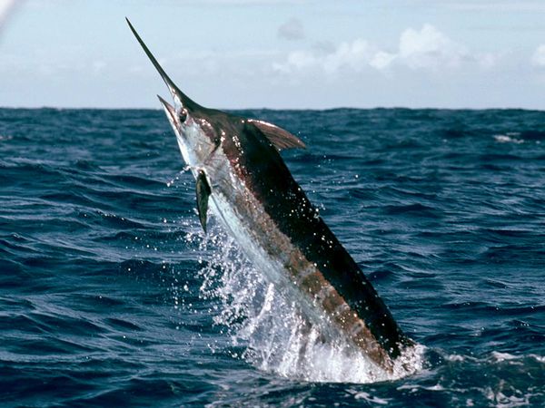 blue-marlin_476_600x450.jpg