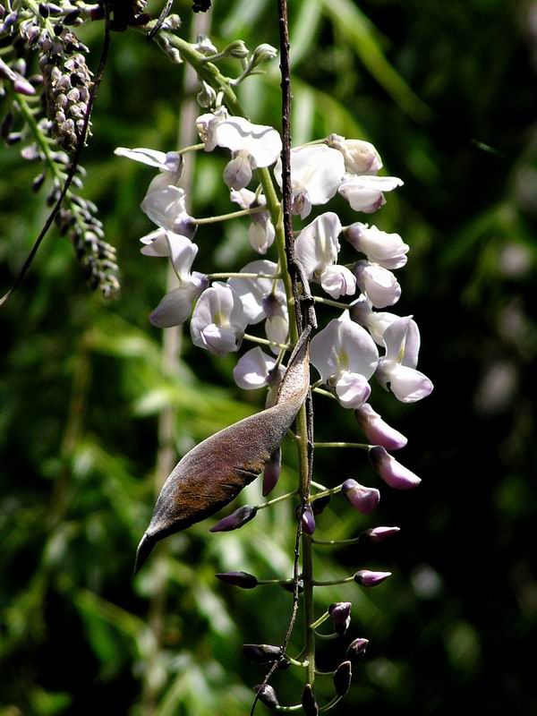 小葉珍珠花Vaccinium laetum Diels.jpg