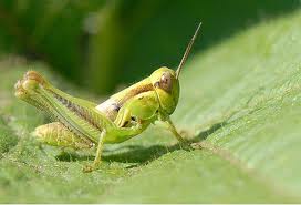 grasshopper.jpg