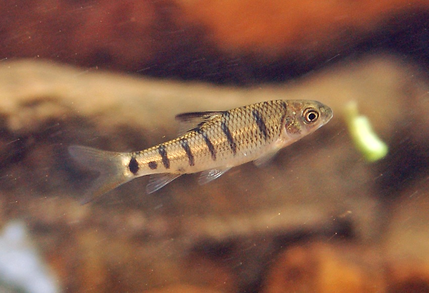 Acrossocheilus paradoxus  臺灣石繽魚.jpg