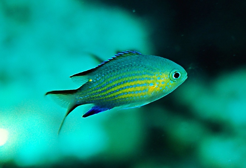 Chromis vanderbilti   凡氏光鰓魚.jpg