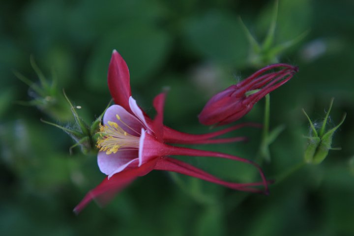 花_02.jpg