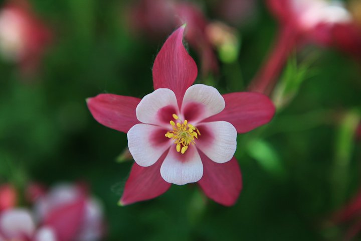 花_01.jpg