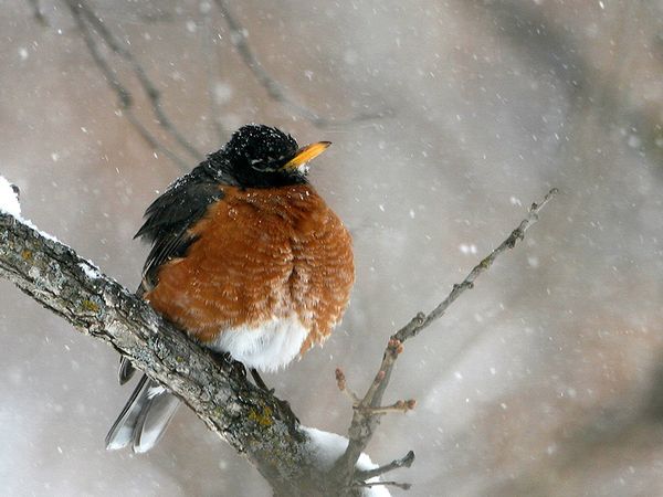 American Robin.jpg