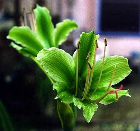 H.calyptrata（绿色朱顶红）.jpg