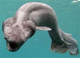 皺鰓鯊(Frilled shark).jpg