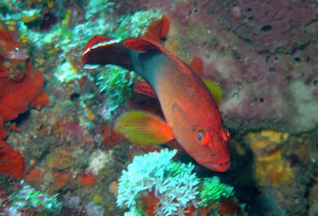 Cephalopholis urodeta  尾紋九刺鮨.jpg