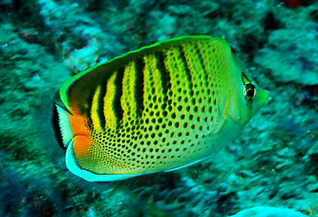 Chaetodon punctatofasciatus  點斑橫帶蝴蝶魚.jpg