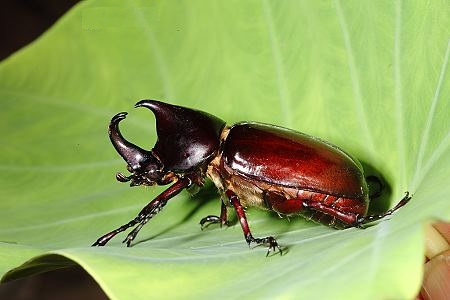 姬獨角仙 Xylotrupes gideon philippinensis.jpg