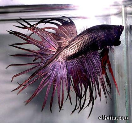 鬥魚 Purple Betta Fish.jpg