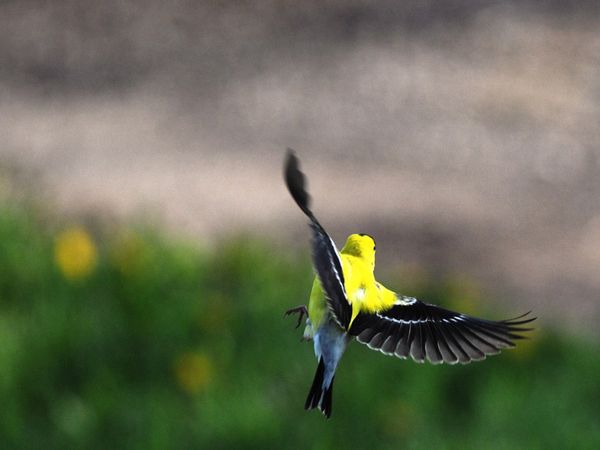 American Goldfinch.jpg