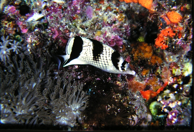 Chaetodon argentatus  銀身蝴蝶魚.jpg