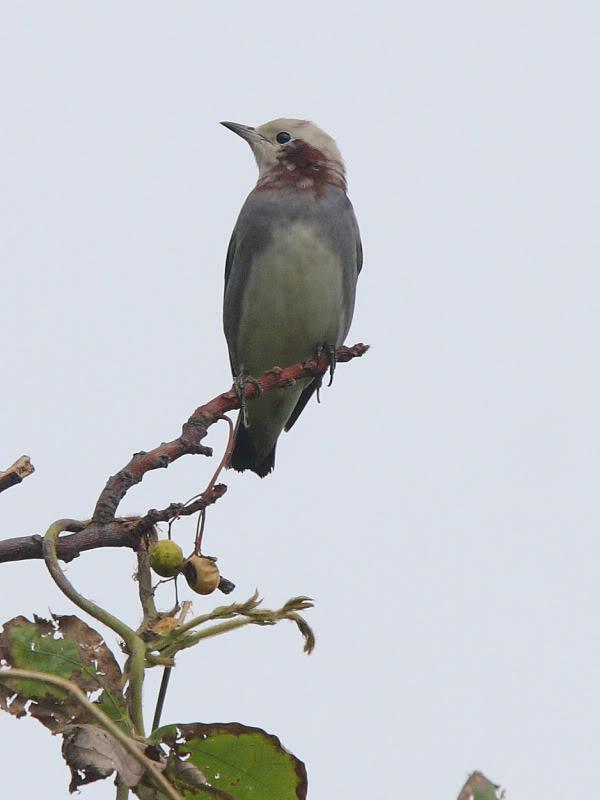 Chestnut-Cheeked Starling 紫背椋鳥.jpg