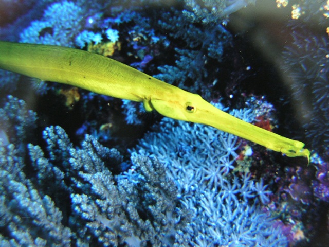 Aulostomus chinensis  中華管口魚.jpg