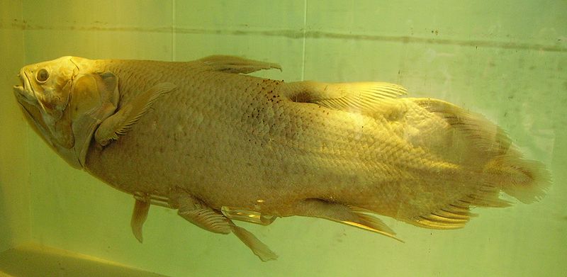 800px-Coelacanth_specimen_NHM.jpg