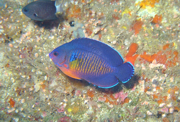 Centropyge bispinosa  雙棘刺尻魚.jpg