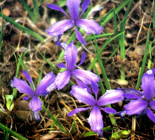 bukhara iris 布哈拉鸢尾.jpg