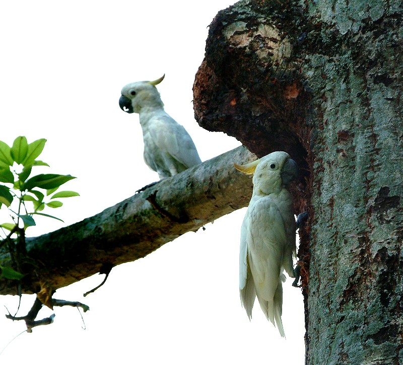 小葵花鳳頭鸚鵡.jpg