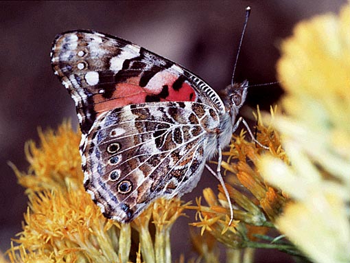 Painted Lady Butterfly.jpeg