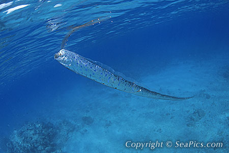 Fish 地震魚.jpg