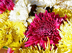 菊花Chrysanthemums.jpg