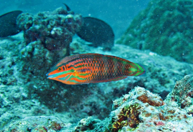 Halichoeres biocellatus  雙斑海豬魚.jpg