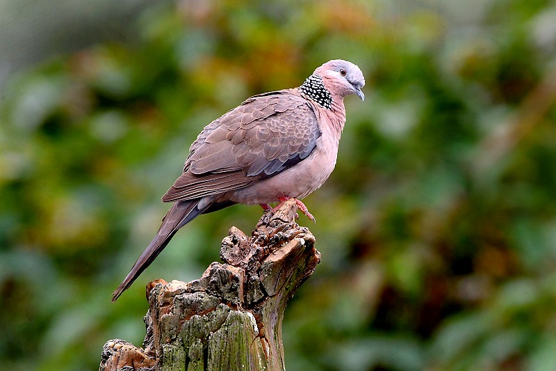 珠頸斑鳩.jpg