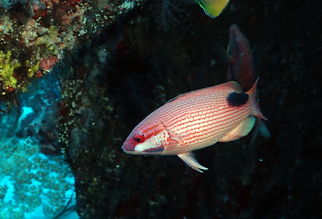 Bodianus bilunulatus  雙帶狐鯛.jpg