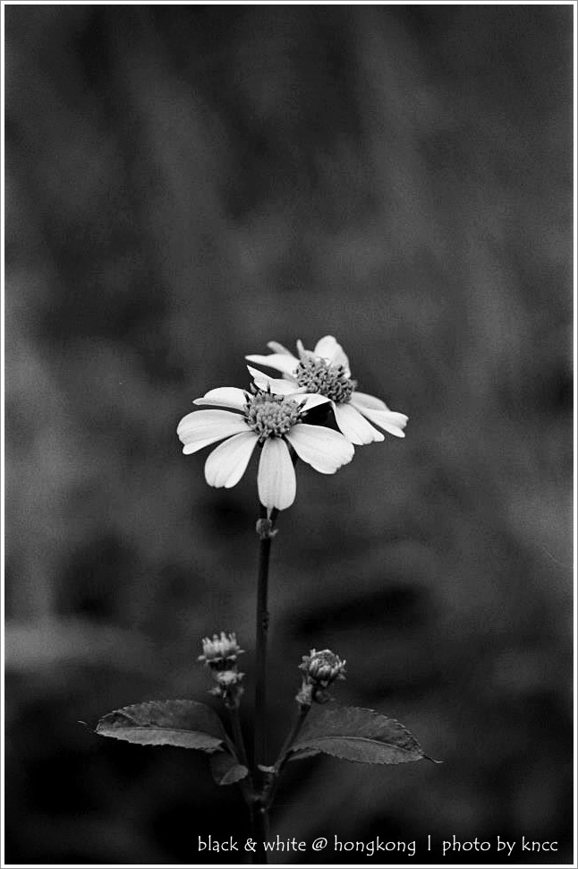 black & white (1)  004.jpg