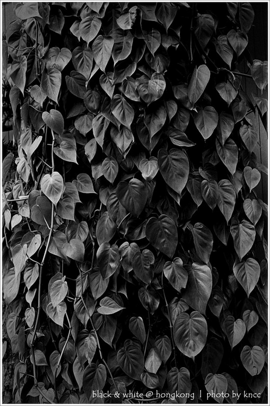 black & white (1)  011.jpg