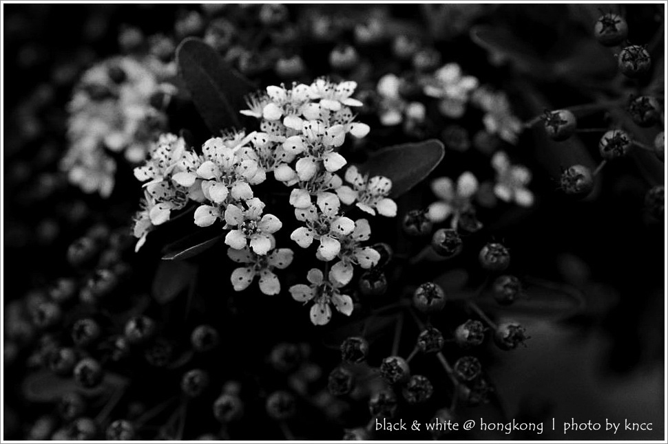 black & white (1)  018.jpg