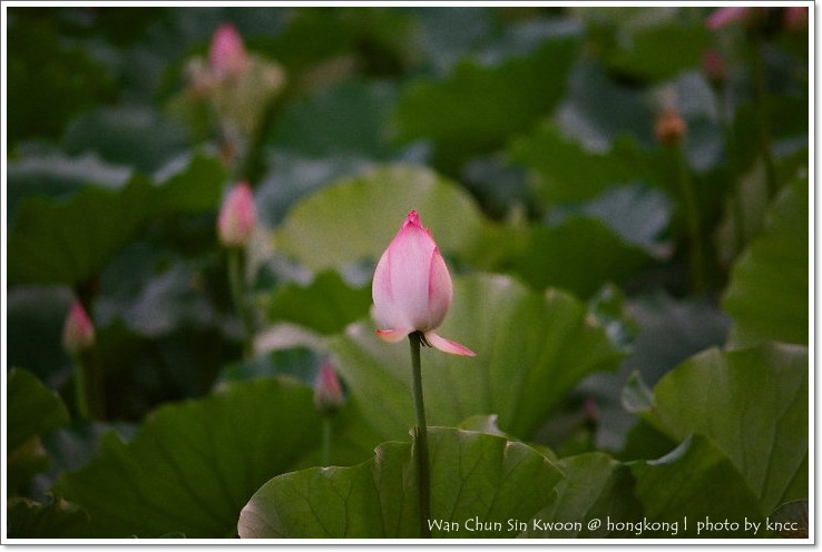 雲泉仙館~夏荷 021.jpg