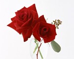 tn_12800rose004.jpg