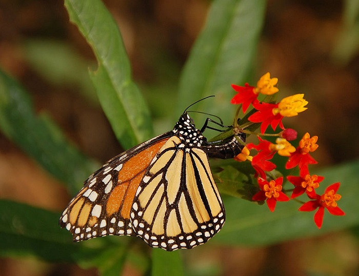 780px-Monarch_Butterfly_Danaus_plexippus_Laying_Egg_2600px.jpg