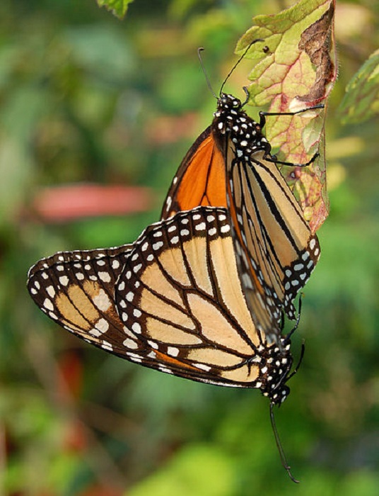 459px-Monarch_Butterfly_Danaus_plexippus_Mating_Vertical_1800px.jpg