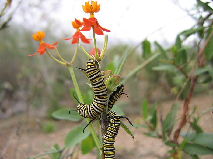 800px-Danaus_plexippus-caterpillars.jpg