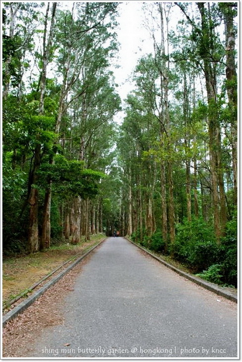 城門賞蝶園 035.jpg