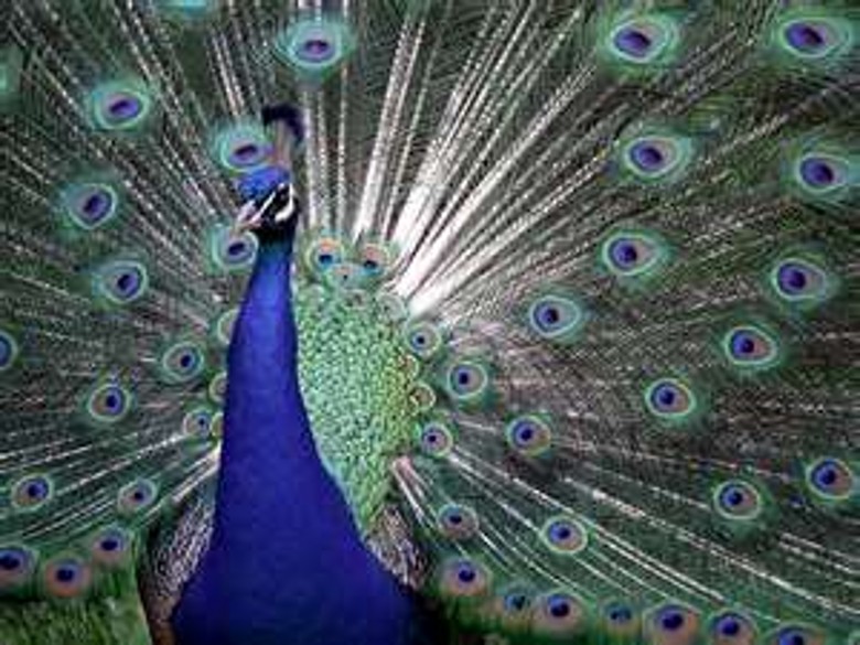 peacock (13).jpg