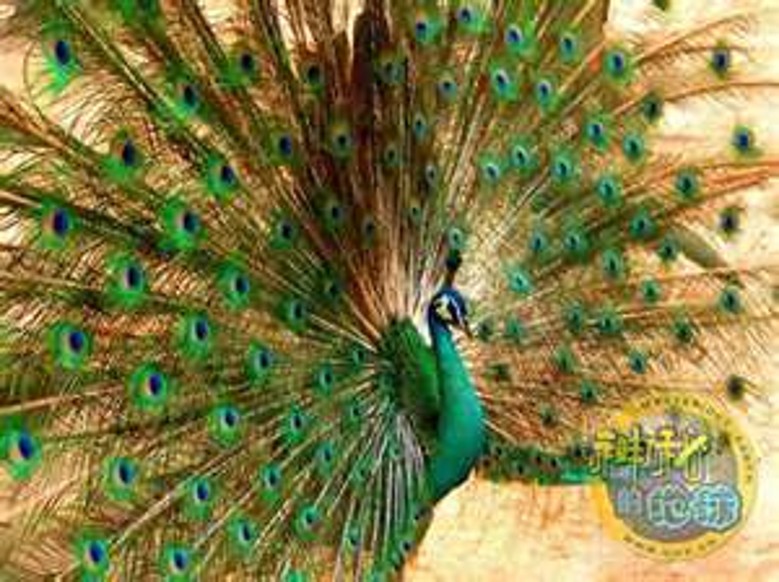 peacock (16).jpg